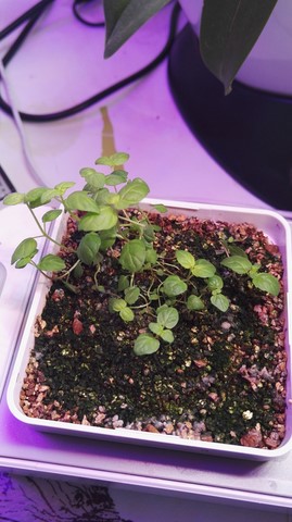 Mini potager, smart garden